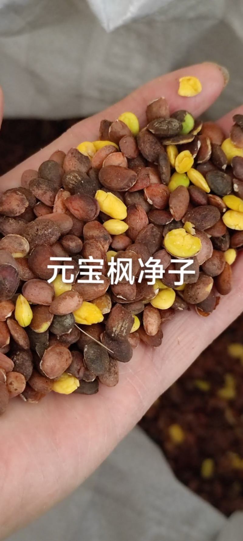 去皮元宝枫种子产地直发量大批发价格实惠全国发货