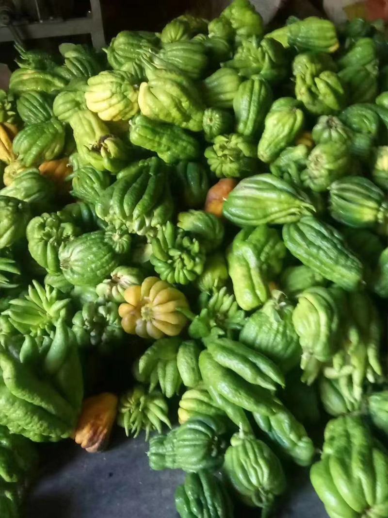 佛手柑干片，鲜果