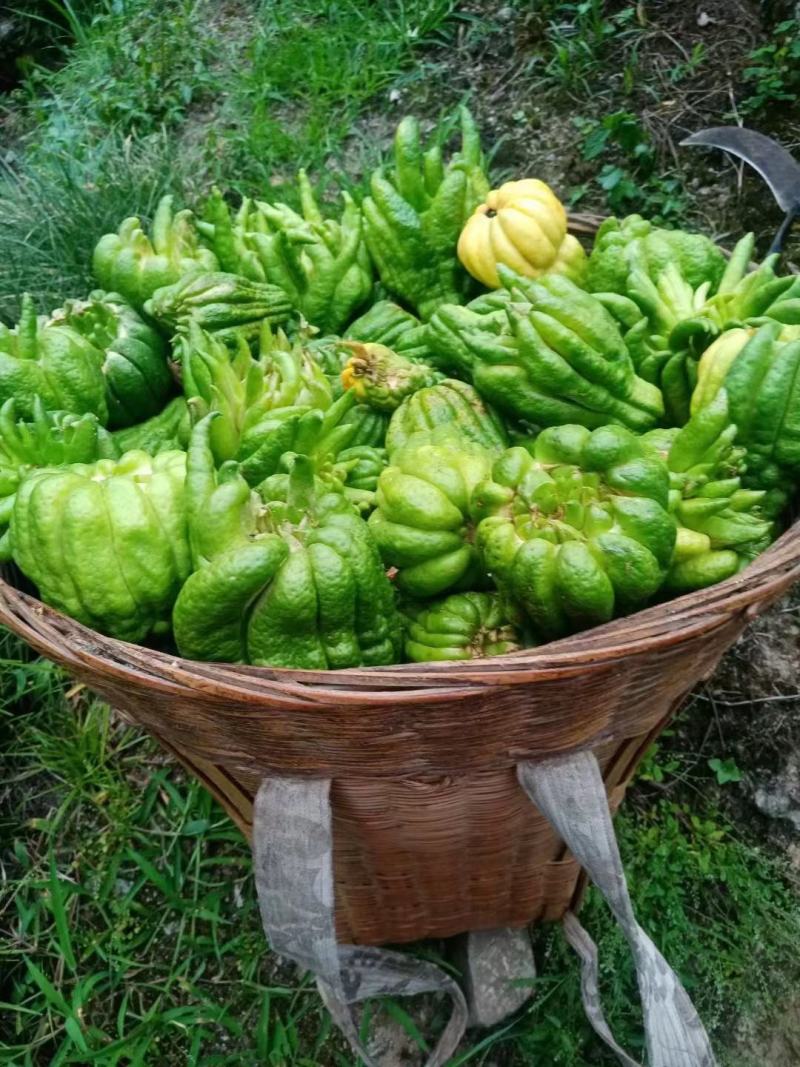 佛手柑干片，鲜果