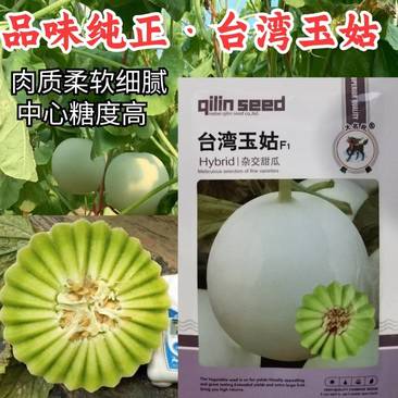 台湾玉姑甜瓜种子高端玉菇白皮绿肉冰淇淋软糯香甜蜜瓜种子