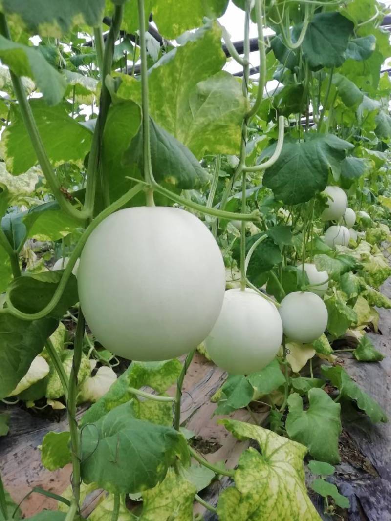 台湾玉姑甜瓜种子高端玉菇白皮绿肉冰淇淋软糯香甜蜜瓜种子