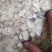 西洋参花旗参次片二级片大量现货批发一手货源产地直发价格低