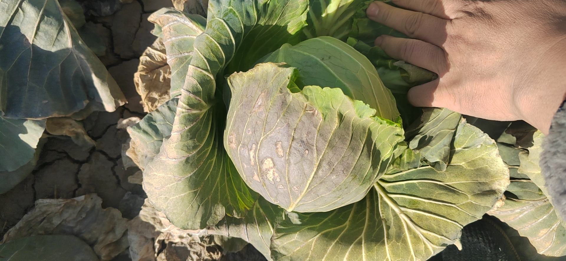 河南新包菜成熟期实景图