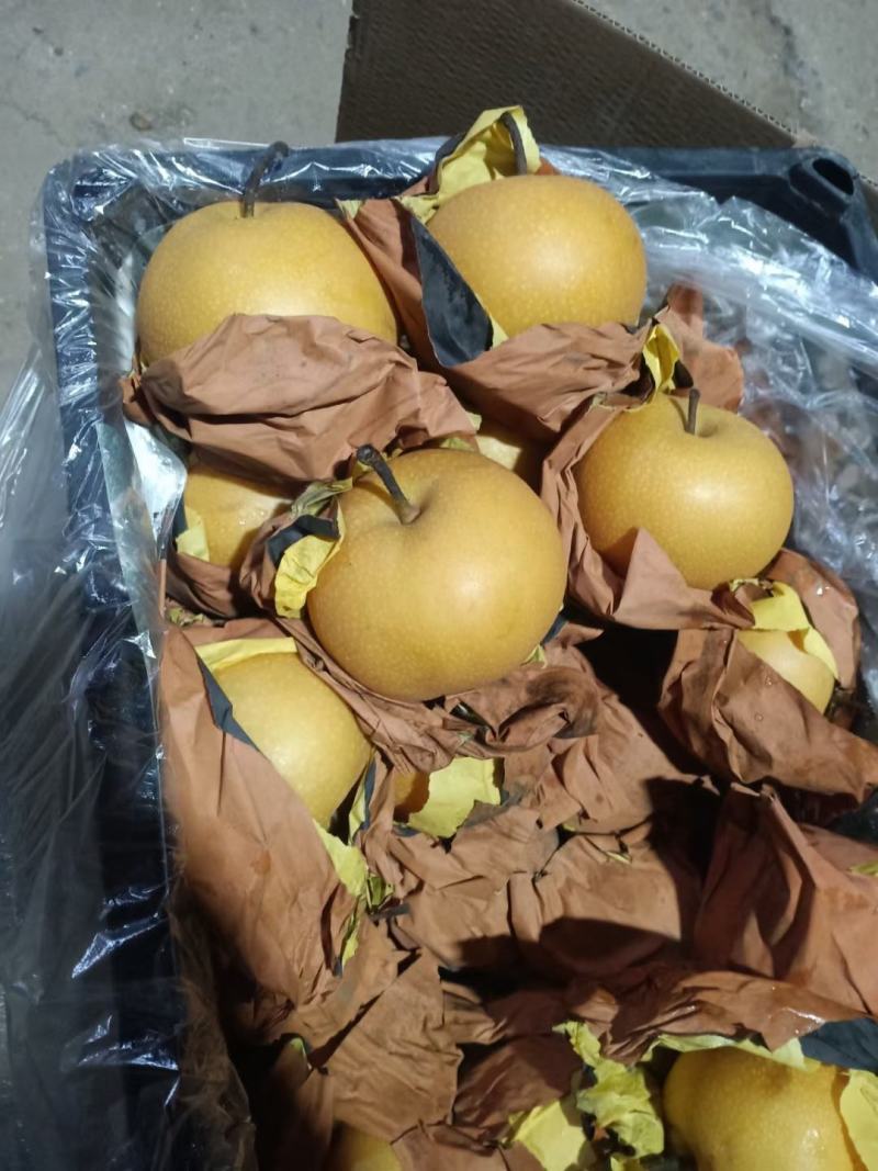 精品秋月梨产地供货品质保证代发全国欢迎电话联系