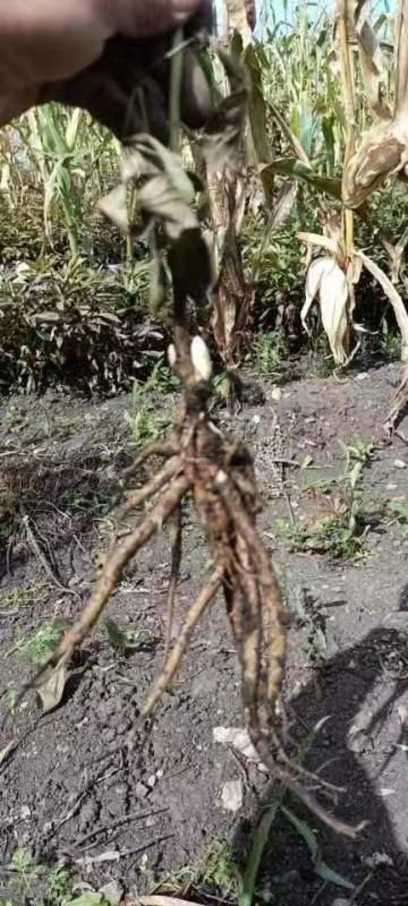 海拉尔单片白花赤芍苗，基地直销一手货源量大丛优。