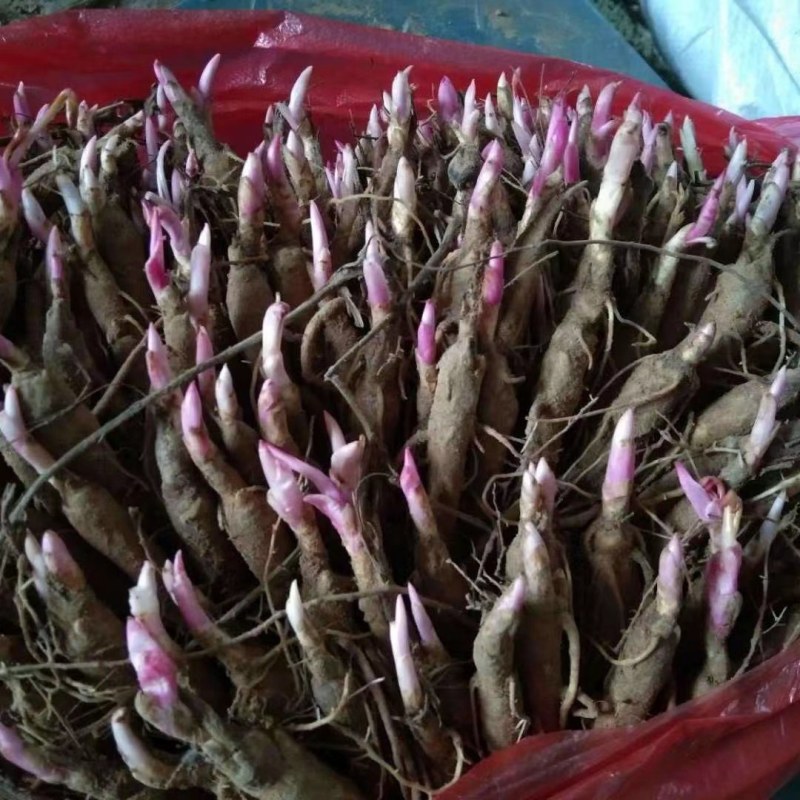 内蒙古赤芍苗品质保证诚信经营各规格都有欢迎联系