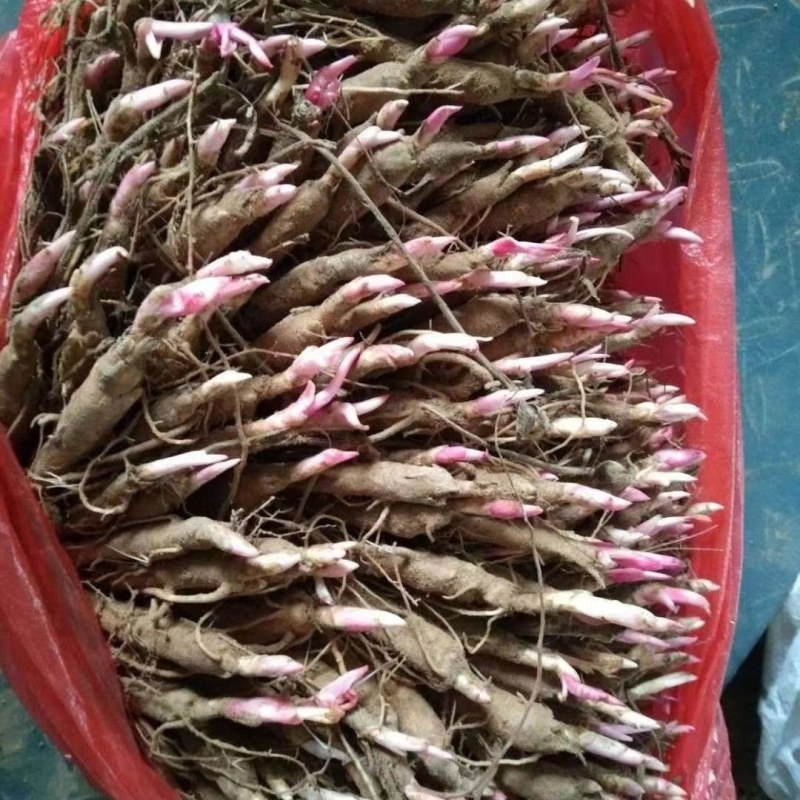 内蒙古赤芍苗品质保证诚信经营各规格都有欢迎联系