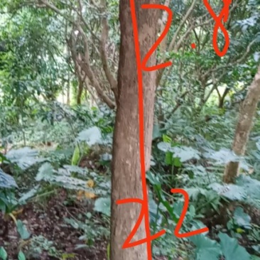 海南黄花梨树，场地直销