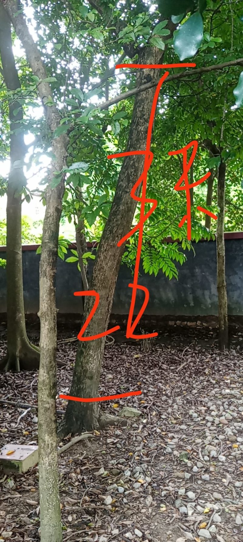 海南黄花梨树，场地直销