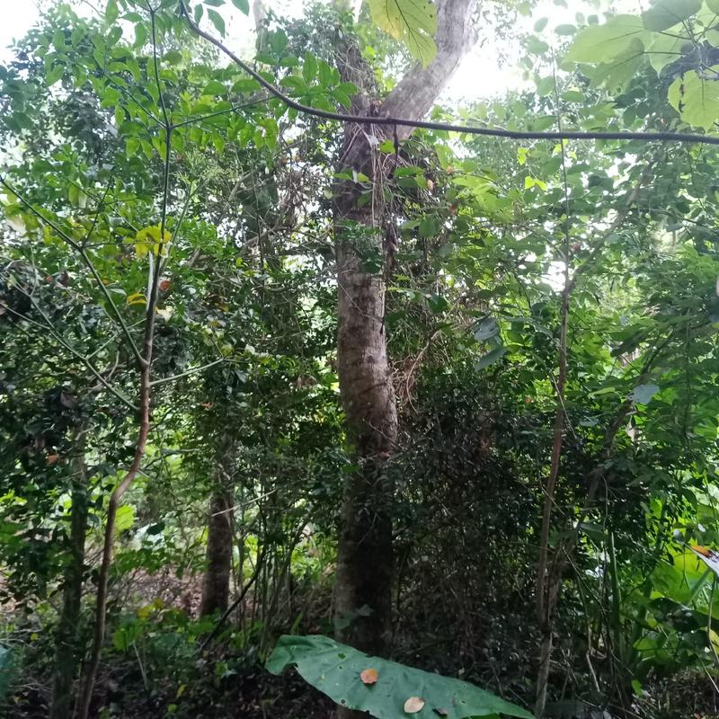 海南黄花梨树，场地直销