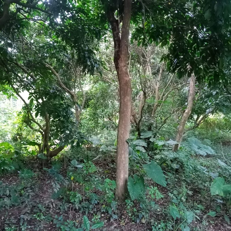 海南黄花梨树，场地直销
