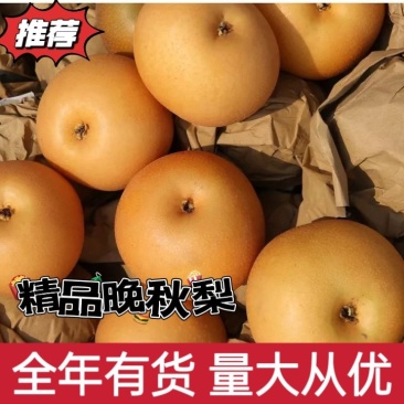 精品晚秋黄梨诚信经营代收代存代发全国欢迎电话联系