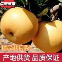 精品秋月梨产地供货品质保证代发全国欢迎电话联系