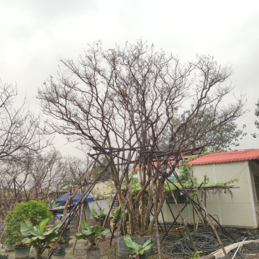 丛生紫薇6-7米高，胸径8-12cm7-11杆一株