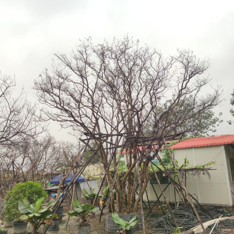丛生紫薇6-7米高，胸径8-12cm7-11杆一株