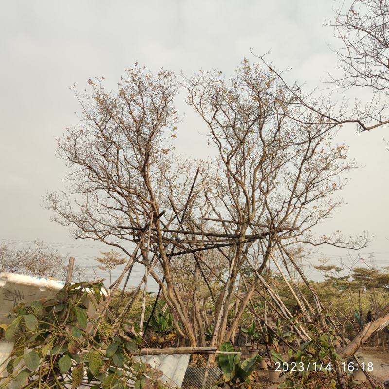 丛生紫薇6-7米高，胸径8-12cm7-11杆一株