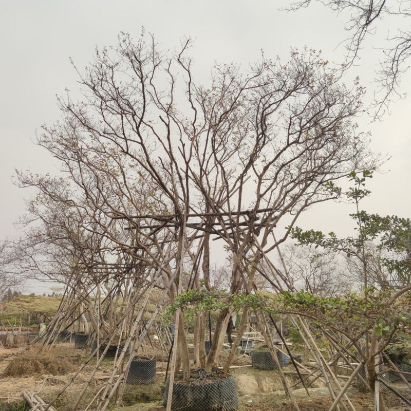 丛生紫薇6-7米高，胸径8-12cm7-11杆一株