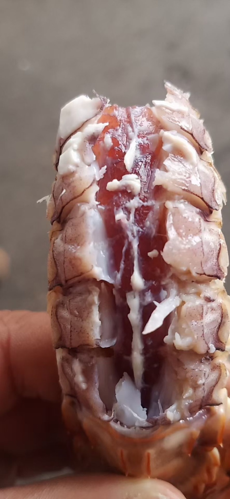 皮皮虾批发