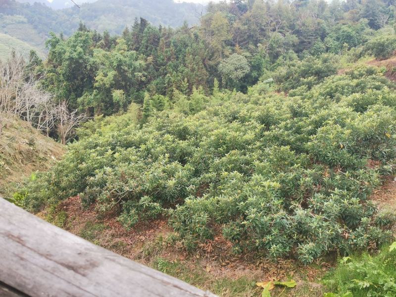 预售清明后上市天峨万佳果园大五星枇杷，产地直批