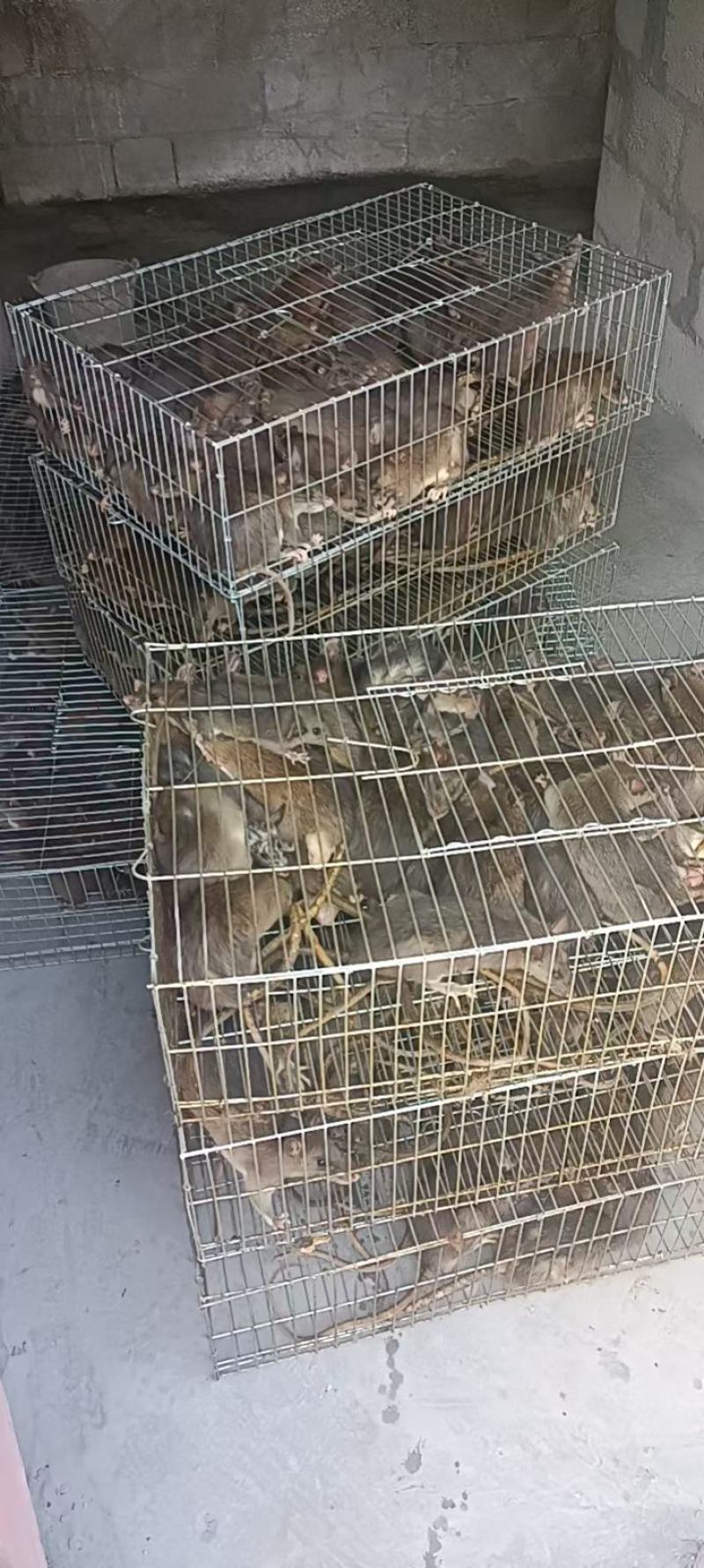 长期出货活体白肚山鼠，货源稳定，价格便宜