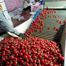 寿光粉玉T七千喜圣女果百色小柿子种植产地长期合作商合作