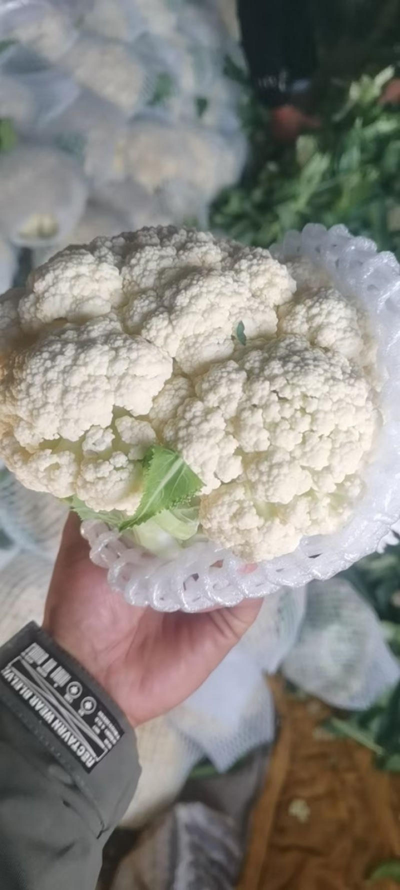 各种蔬菜