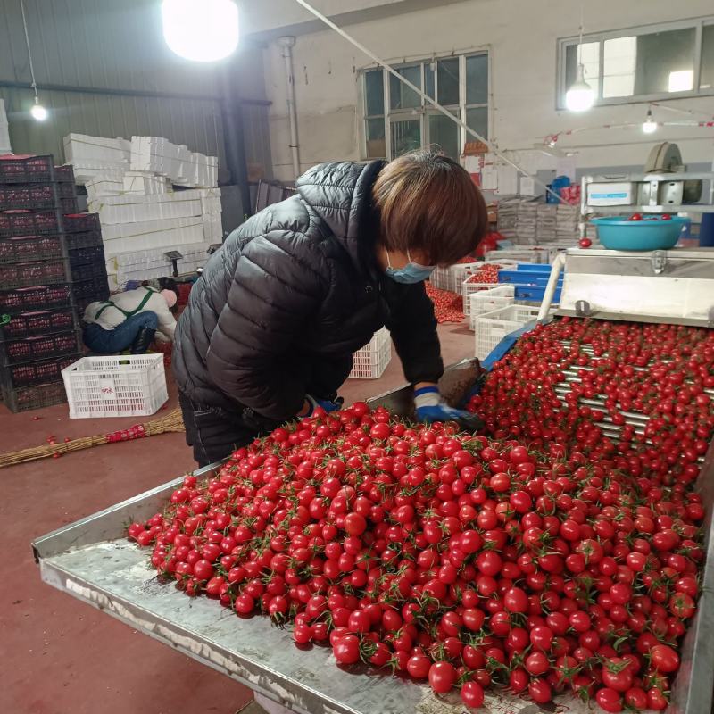 【实力】千喜圣女果粉玉T七4色小番茄现摘现发机选产地量大