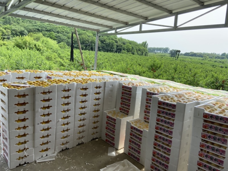 基地直销，6月1号上市，套袋突围桃白桃，欢迎订购