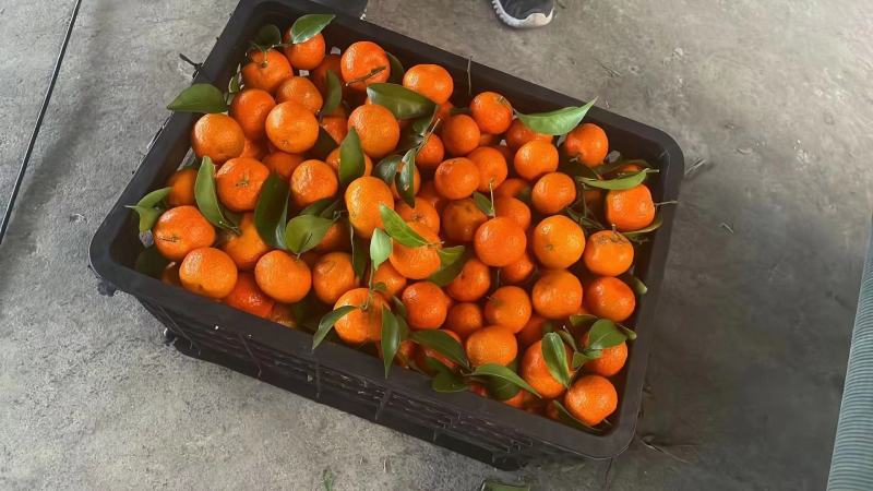 广西精品砂糖橘货源充足，无裂口，无残渣，产地直发