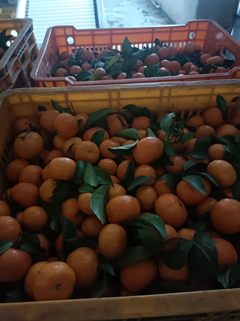 广西精品砂糖橘货源充足，无裂口，无残渣，产地直发