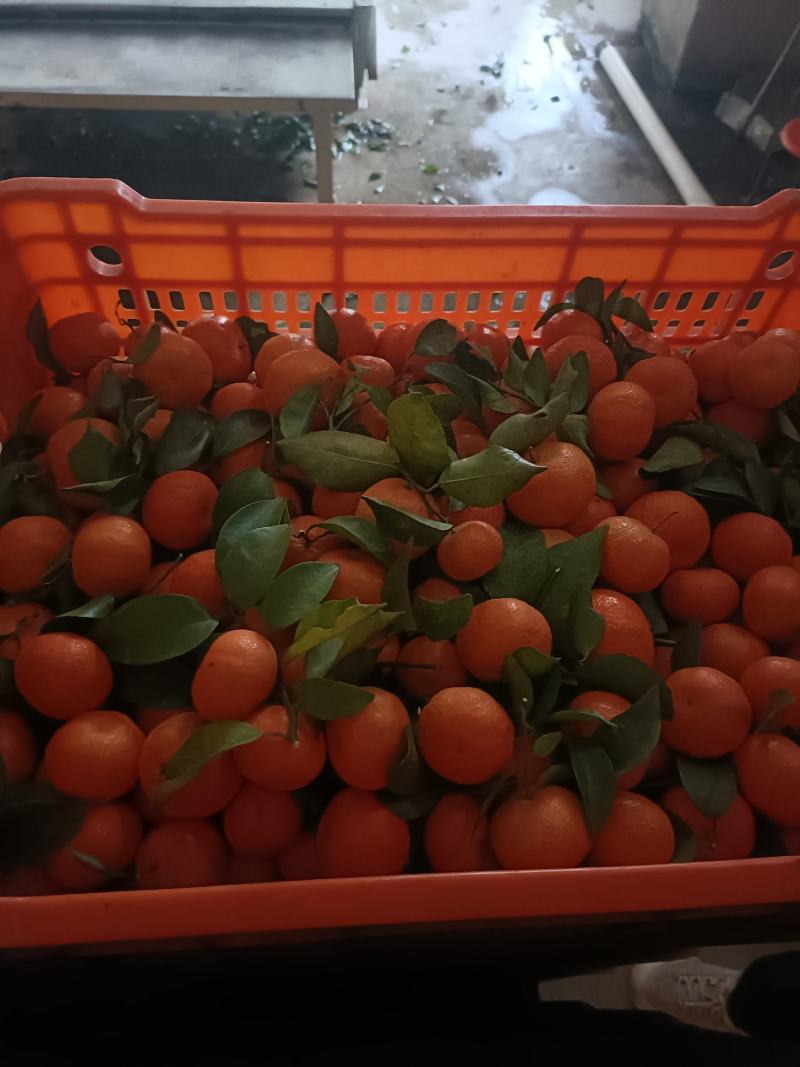 广西精品砂糖橘货源充足，无裂口，无残渣，产地直发