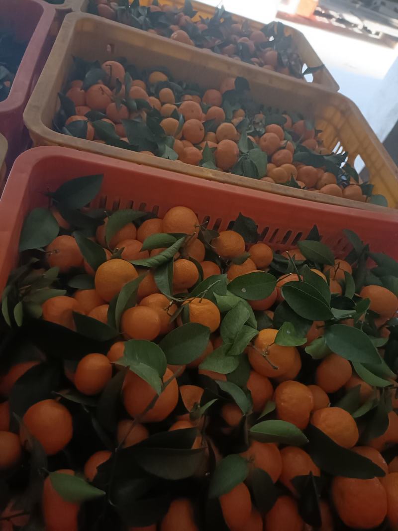广西精品砂糖橘货源充足，无裂口，无残渣，产地直发