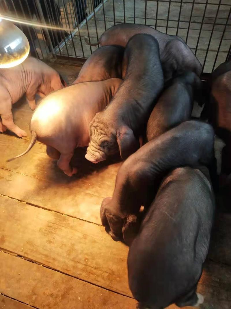 【热卖】原种太湖高产母猪，乃粗饲，抗病强，窝窝产仔二十多