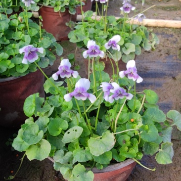 2302基地供应熊猫堇杯苗盆苗别墅庭院花园地被