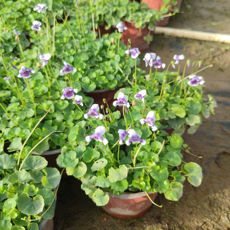2302基地供应熊猫堇杯苗盆苗别墅庭院花园地被