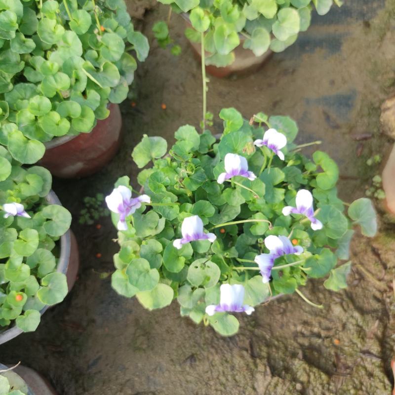 2302基地供应熊猫堇杯苗盆苗别墅庭院花园地被