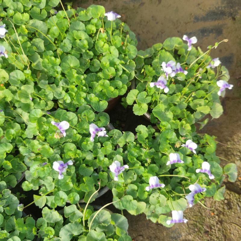 2302基地供应熊猫堇杯苗盆苗别墅庭院花园地被