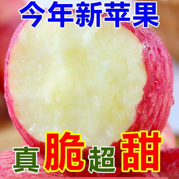 【红富士苹果】山东苹果苹果价格。脆甜红富士产地
