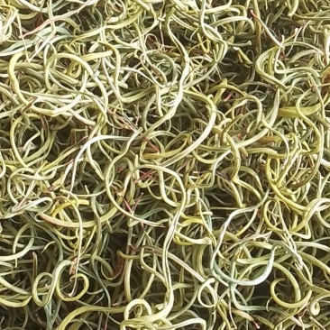 肾精茶腰酸背痛不起劲就用它化石草