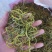 肾精茶腰酸背痛不起劲就用它化石草