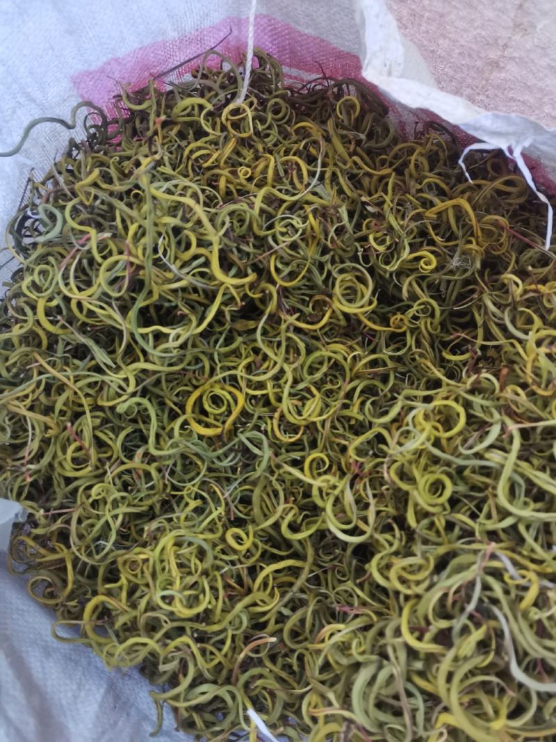 肾精茶腰酸背痛不起劲就用它化石草
