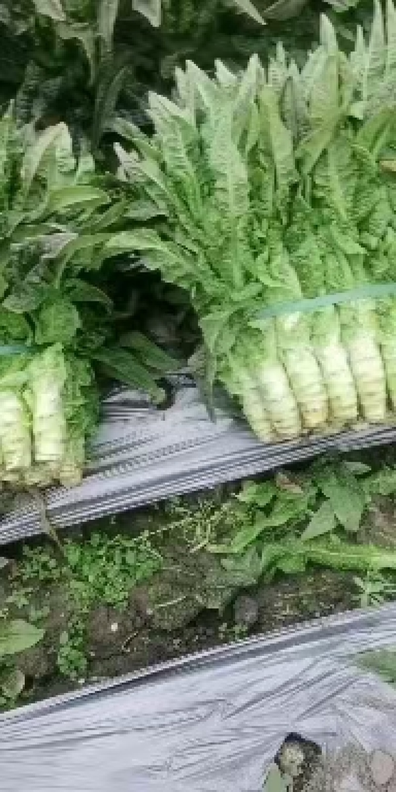 莴笋