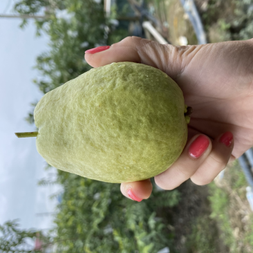 广西红心芭乐番石榴