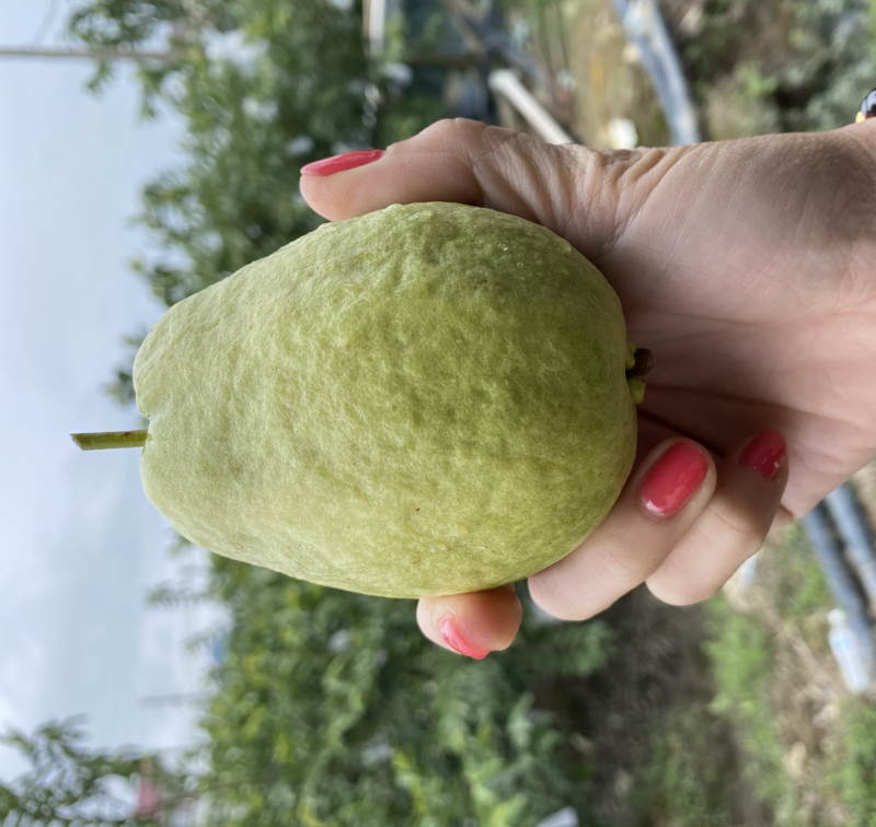 广西红心芭乐番石榴
