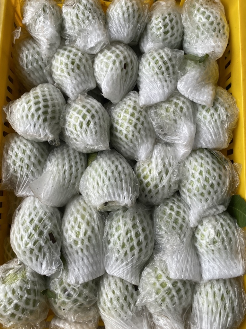 广西红心芭乐番石榴