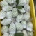 广西红心芭乐番石榴