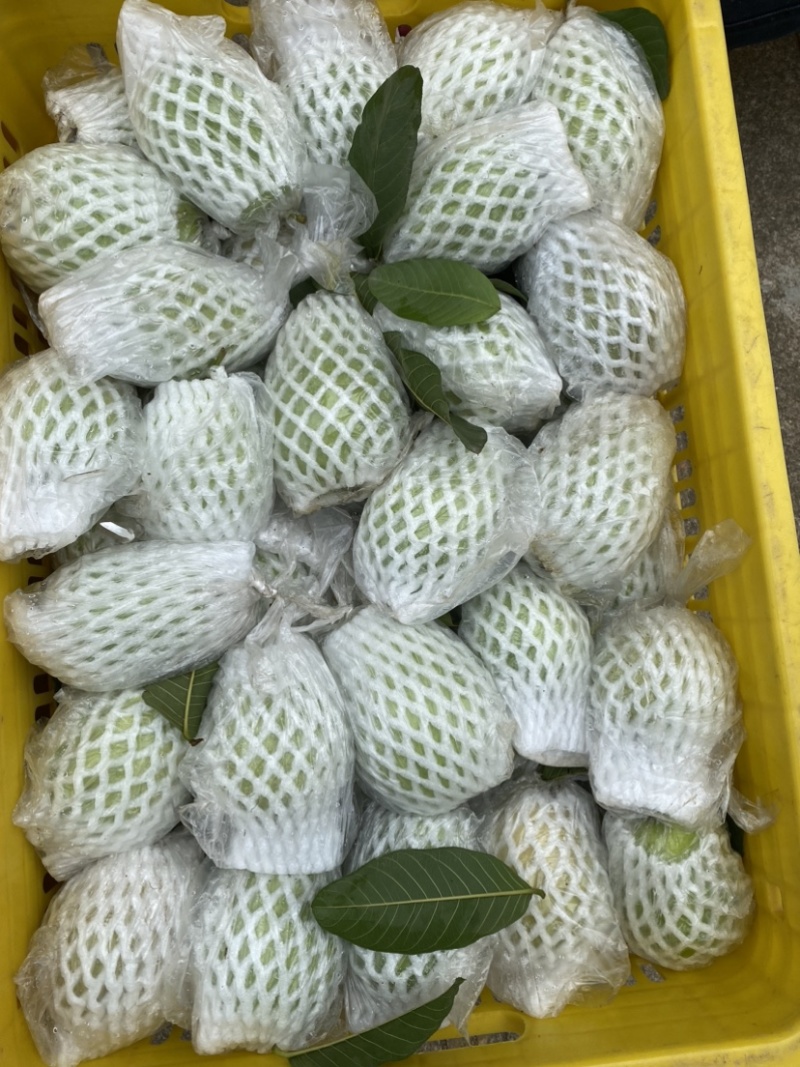 广西红心芭乐番石榴