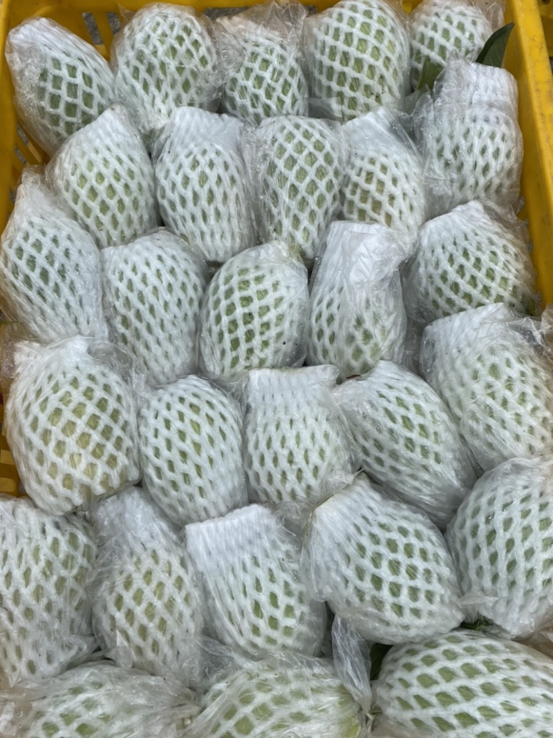 广西红心芭乐番石榴