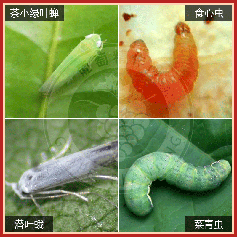 虫螨茚虫威青虫钻心虫吊丝虫食心虫菜蛾甜菜夜蛾美国白蛾杀虫