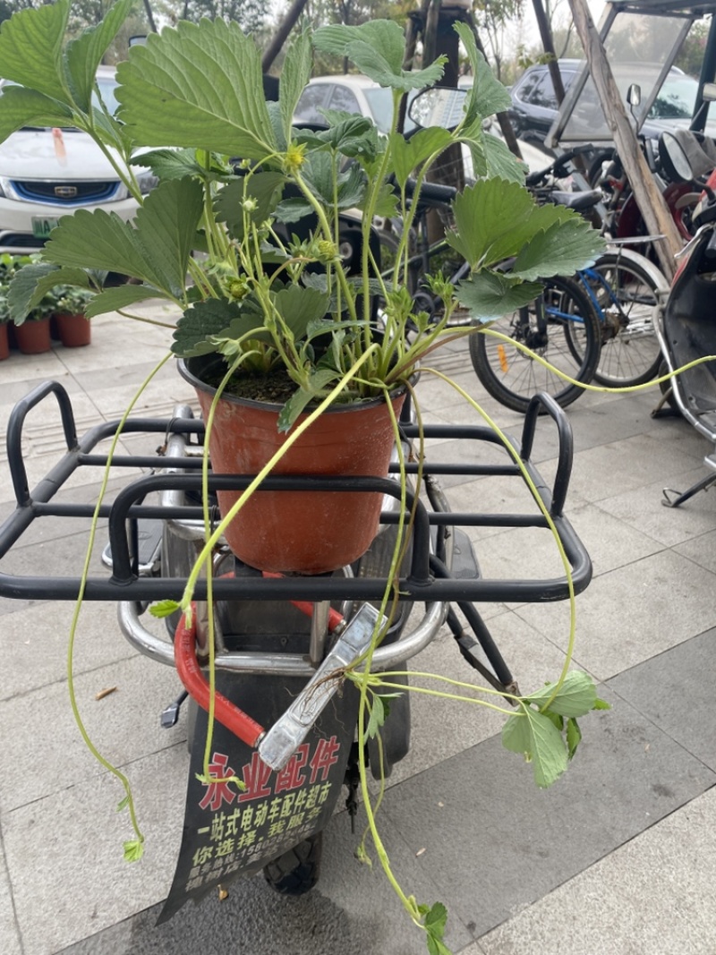 红颜草莓盆栽